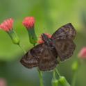 Gesta invisus (False Duskywing).jpg